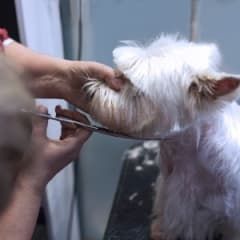 Dog Groomer Thumbnail